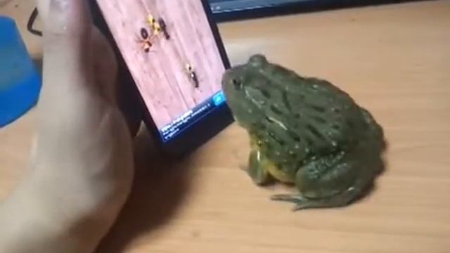 Троллинг жабы Приколы смотреть онлайн