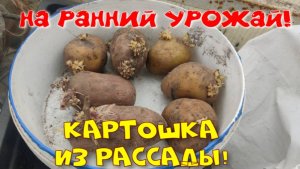 Посадка картофеля - картошка из рассады. Ранний картофель. Часть 1.