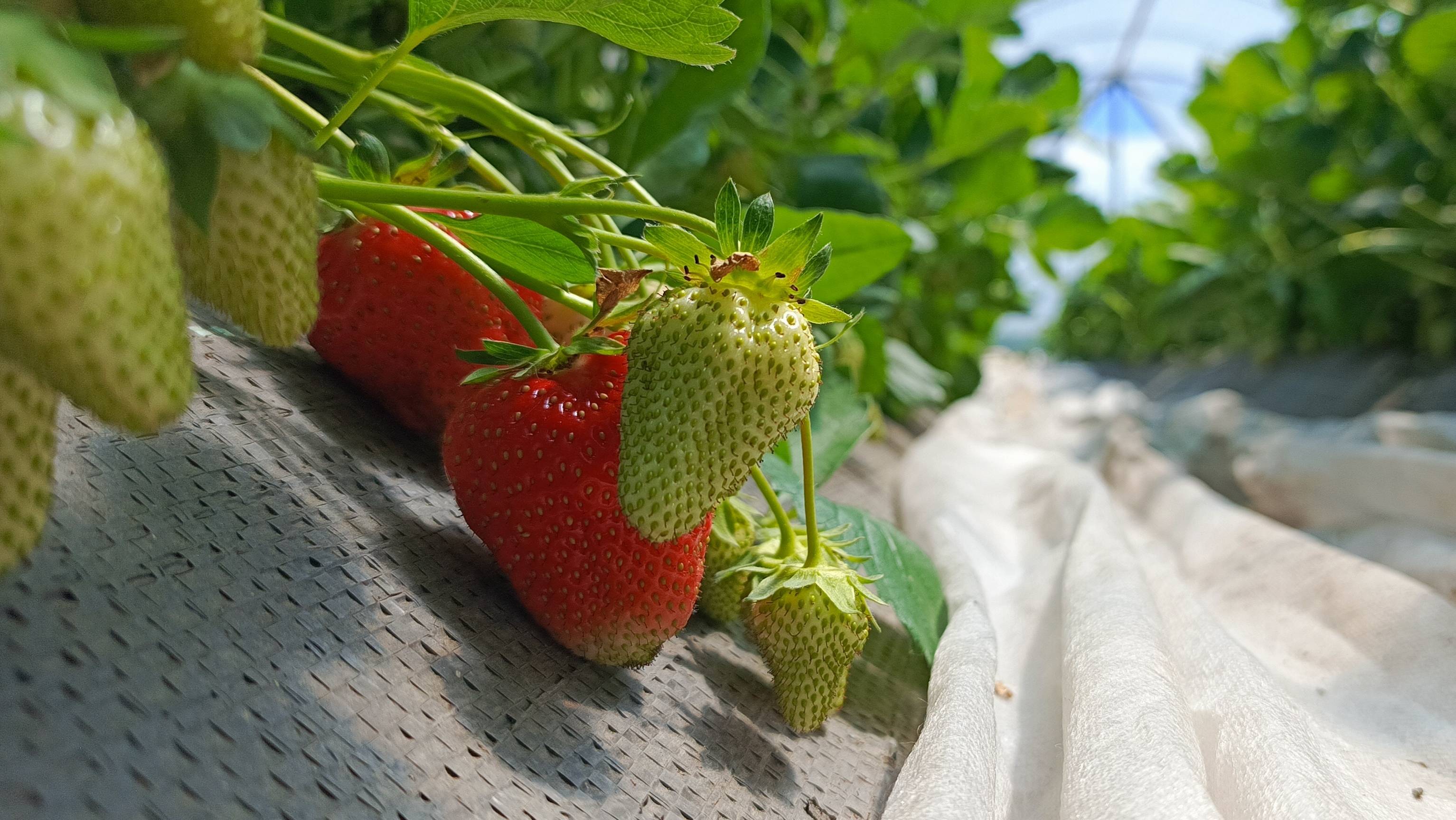 Чем подкормить клубнику во время налива ягод? Секрет крупных и сладких ягод! смотреть онлайн