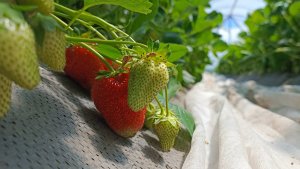 Чем подкормить клубнику во время налива ягод? Секрет крупных и сладких ягод!