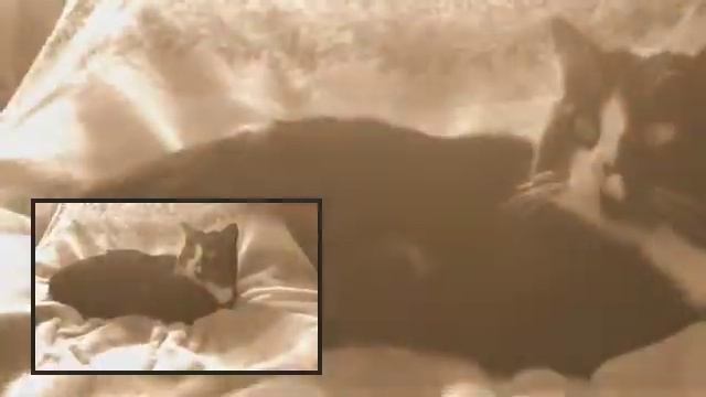 Мой кот любит хип-хоп