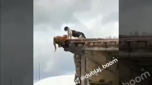 Уз.приколы смотреть онлайн