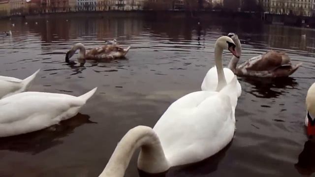 Лебедина пісня або як вони залицяються? смотреть онлайн