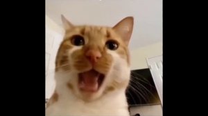 Специальное видео только для тех кто думает что очень важная персона на этом свете...