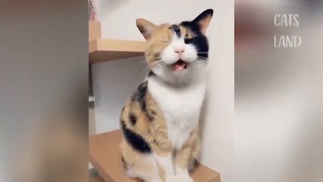 OMG So Cute Cats ♥ Лучшие смешные видео про кошек 2021 года смотреть онлайн