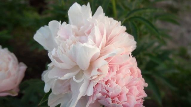 Пион Тереза - Therese  Dessert , 1904,