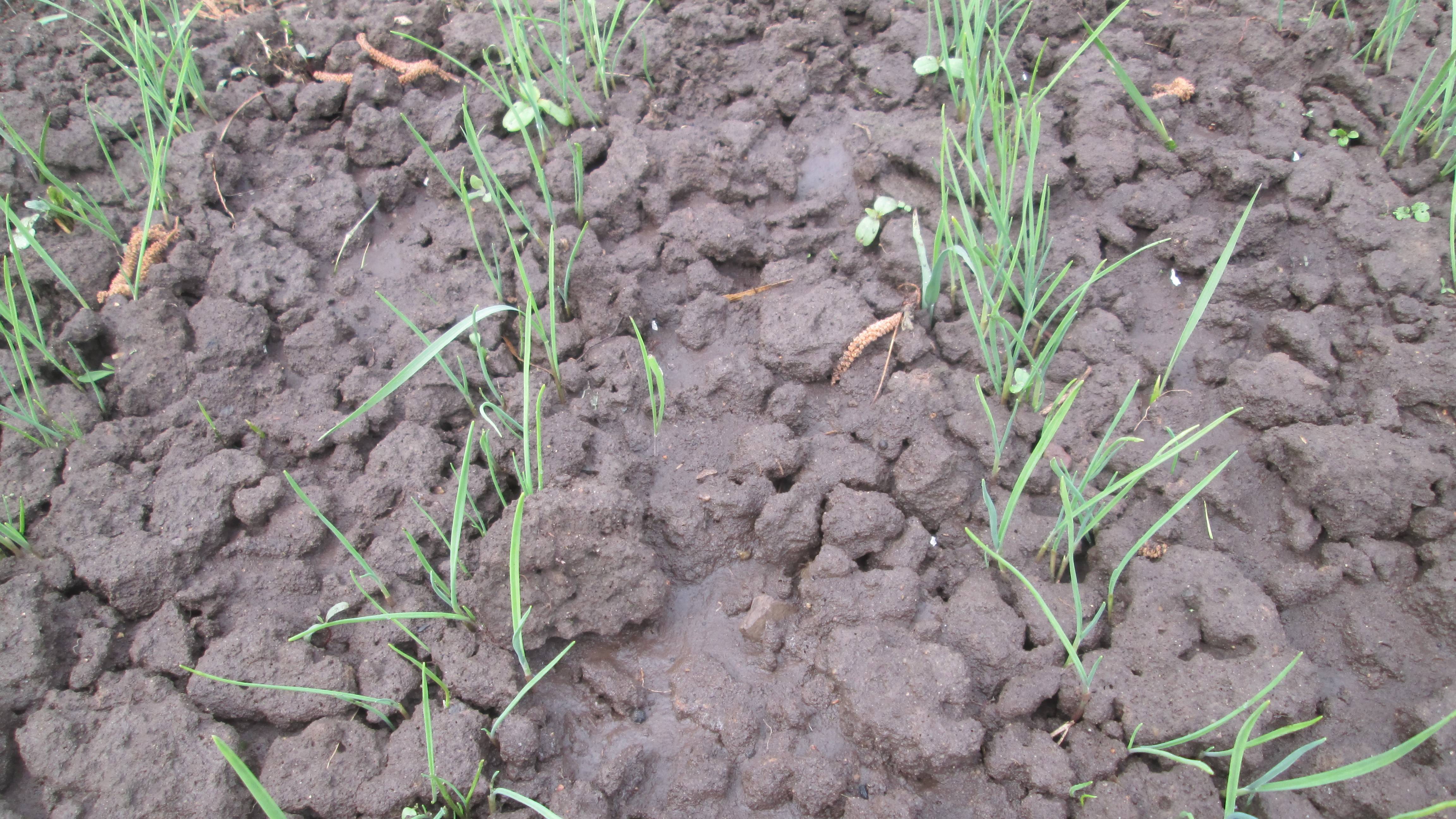 Озимый чеснок бульбочками