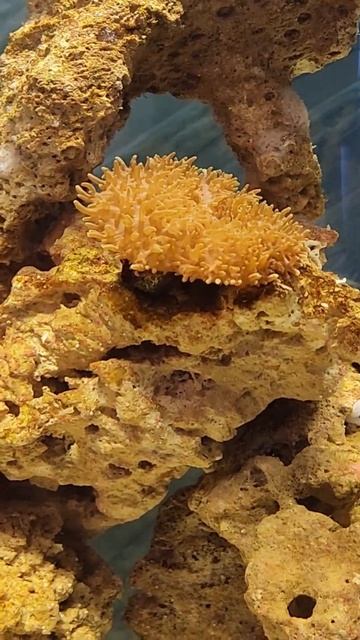 NEMO Is Here 😱😱😄