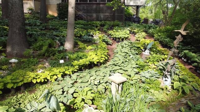 Hosta Hideaway 2023 video 1 смотреть онлайн