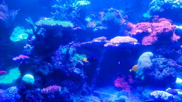 Удивительно красивые рыбы и их дом) смотреть онлайн