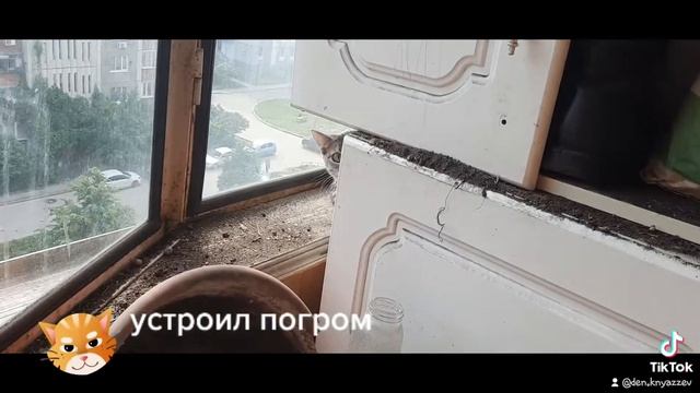 Кот устроил погром смотреть онлайн