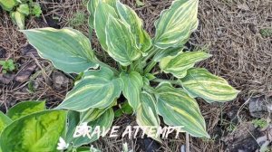 Редкий коллекционный сорт хосты Brave Attempt и его спорт#hosta #хоста #коллекция #сорта