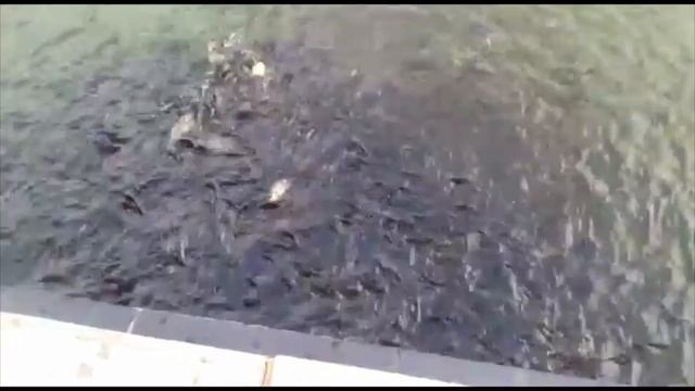 WOW Lot Of Fishes смотреть онлайн