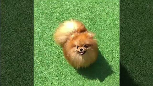 Мой золотой ёжик 😘шпиц померанский ❤️