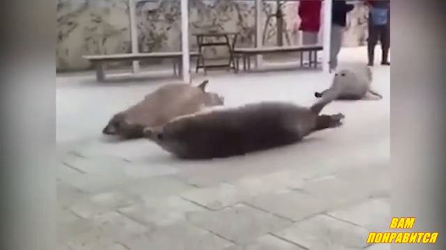 Бабка нюхает кокс !!! ВАМ ПОНРАВИТСЯ !!! смотреть онлайн