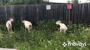 Веселое подворье в Телеграмме//