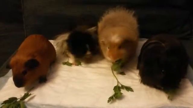 Морские Свинки. Смешные Приколы смотреть онлайн