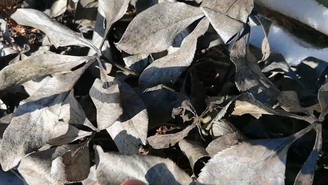 Все мои Морозники (Helliborus) почернели под снегом. Выпревание? 31.03.2024