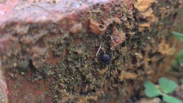 Сороконожки, пауки, муравьи, жуки, улитки.