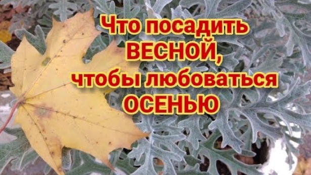 Декоративные растения для вашего сада смотреть онлайн