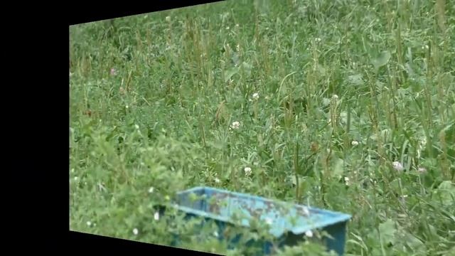 Это весёлый зверинец, братан. смотреть онлайн