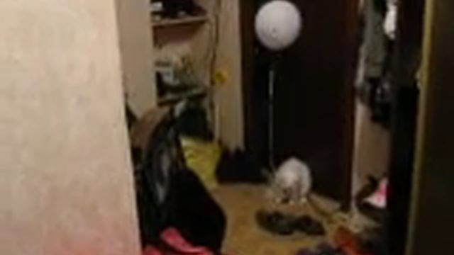 кошка прикололась смотреть онлайн