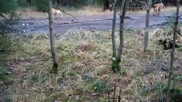 Самвел Адамян - одинокий Мужчина хочет... смотреть онлайн