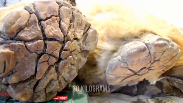 Extinct Woolly Rhino Reconstructed From Mummified Remains смотреть онлайн