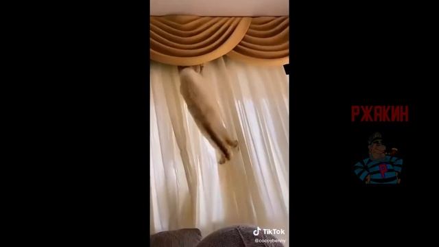 😹ОСТАНОВИТЕ МОЙ ОР!!! СМЕШНЫЕ КОТЫ И КОШКИ 2022! ЛУЧШИЕ ПРИКОЛЫ С КОТАМИ! Февраль свежие приколы! смотреть онлайн