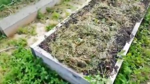Посадка картошки в теплую грядку.
