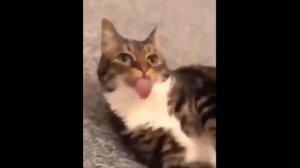 СМЕШНЫЕ КОТЫ приколы с котами до слез  2020 – Смешные кошки – Funny Cats 2020