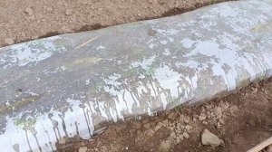 Грядка-термос для моих арбузов