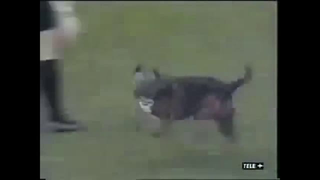 футбольные приколы ржач полнейший смотреть онлайн