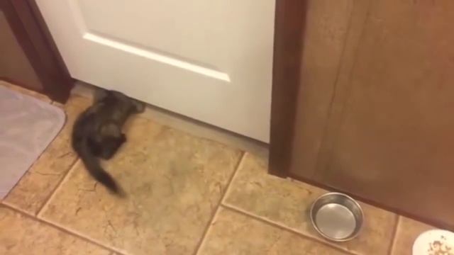 ПРИКОЛ КОШКА ПРОЛЕЗАЕТ ПОД ДВЕРЬЮ смотреть онлайн