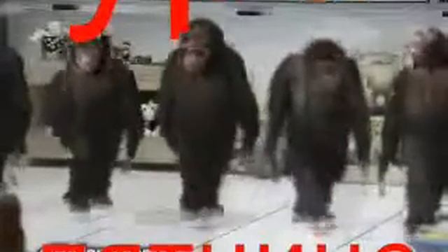 Смешные обезьяны смотреть онлайн