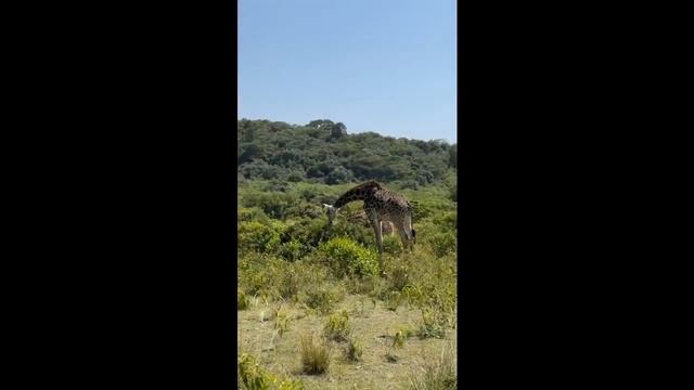 Новая группа Клуба 7 Вершин начала программу восхождения на Килиманджаро с сафари смотреть онлайн