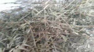 Про сено. Кострец.