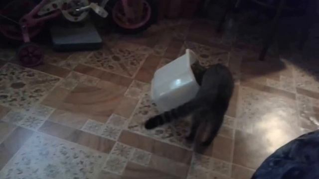 Ржака... Приколы кота....Прикольное видео Приемчик..кота смотреть онлайн