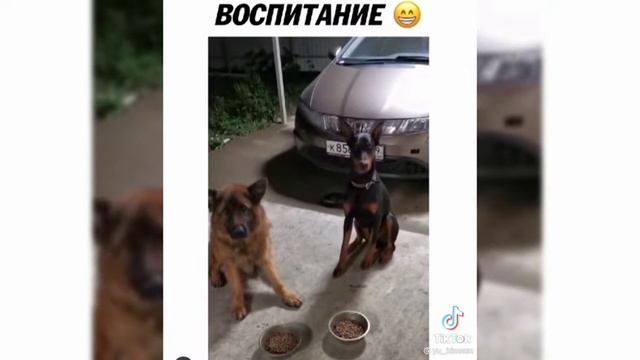 Смешное видео, попробуй не засмеятся, юмор, ржака, до слез смотреть онлайн