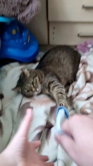 Кот украл носок🤣 #приколысживотными #сашка #shorts #прикол смотреть онлайн