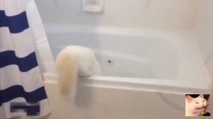 КОТЫ ПАДАЮТ В ВАННУ РЖАКА СМОТРЕТЬ ДО КОНЦА НАРЕЗКА С КОТАМИ