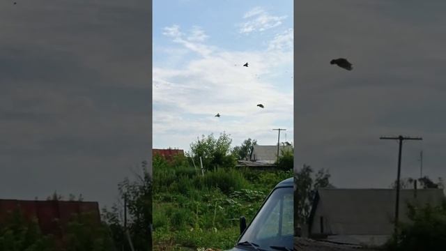 почтовые голуби все дома смотреть онлайн