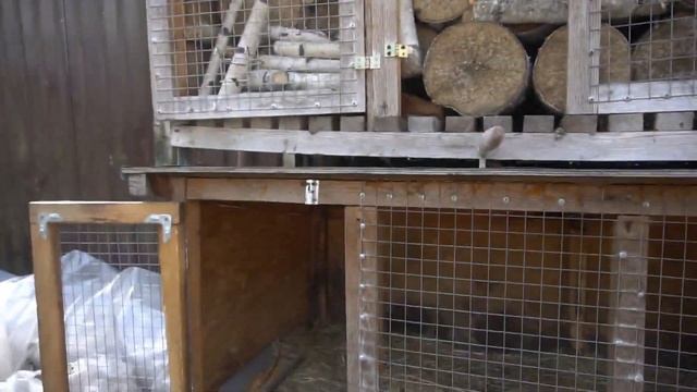 Еду за кроликом в Домодедово к одному из своих подписчиков смотреть онлайн