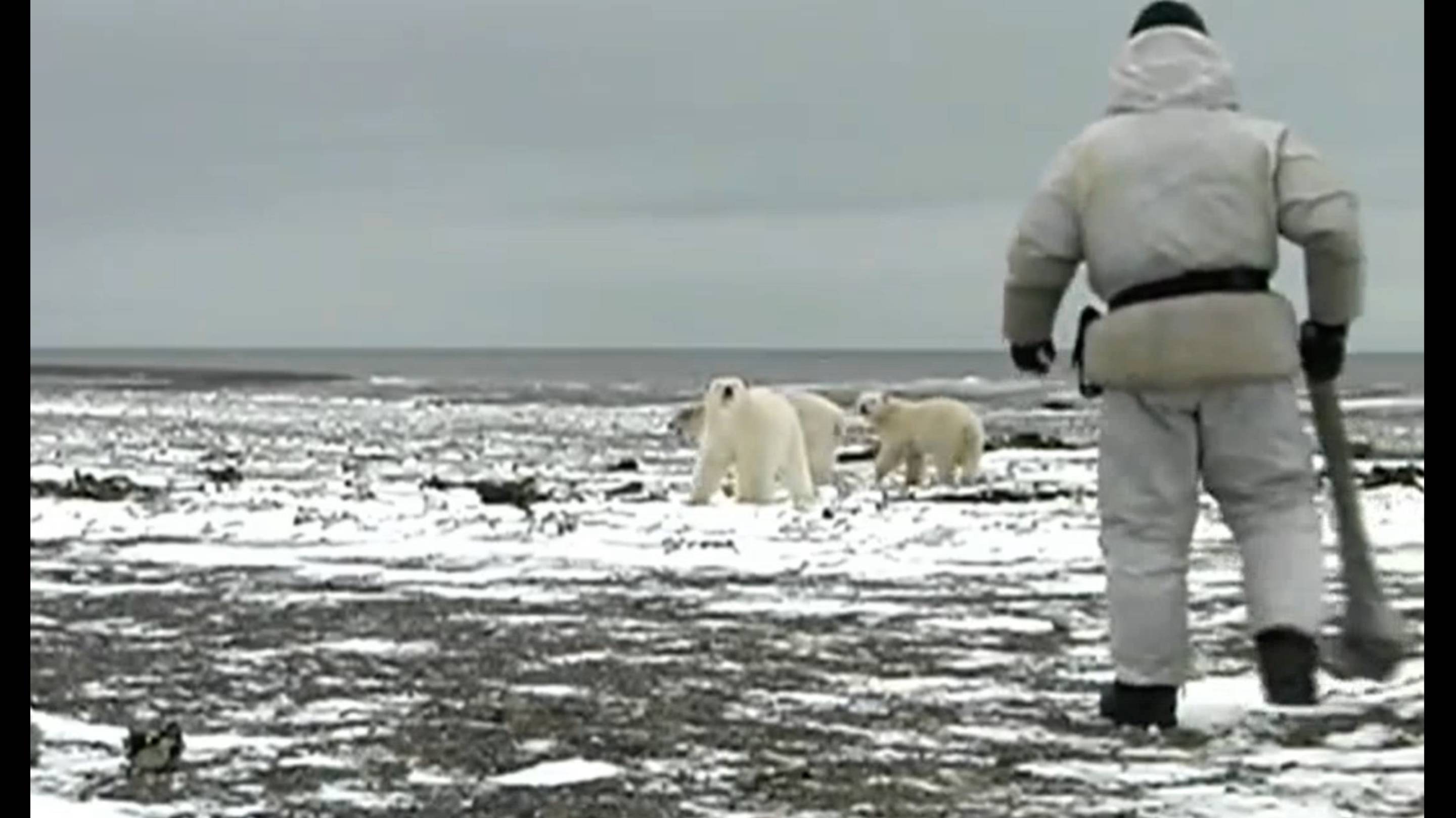 Правила поведения при встрече с белым медведем. Видео инструкция