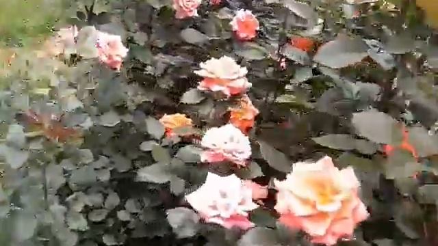 В цвету розарии на улице Саина. Алматы, 4 июня 2017 года. смотреть онлайн
