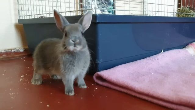УТРО НАЧИНАЕТСЯ НЕ С КОФЕ🐰| Все интересно| Первое утро в новом доме смотреть онлайн