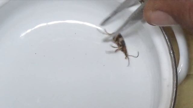 Bombardier Beetle Bomb,The Insect Ur смотреть онлайн