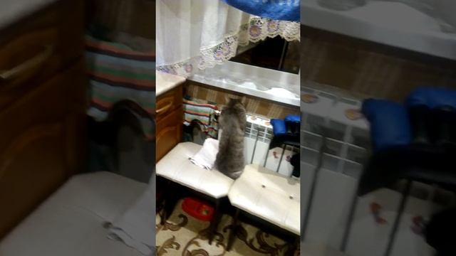 Прикол. котэ замёрз смотреть онлайн