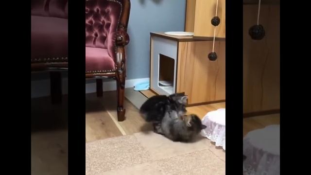 Лучшие приколы про собак и кошек | Подборка видео приколов про милых котиков и собак #4 смотреть онлайн