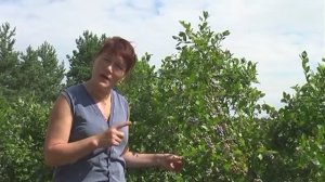 Голубика и метод Хольцера